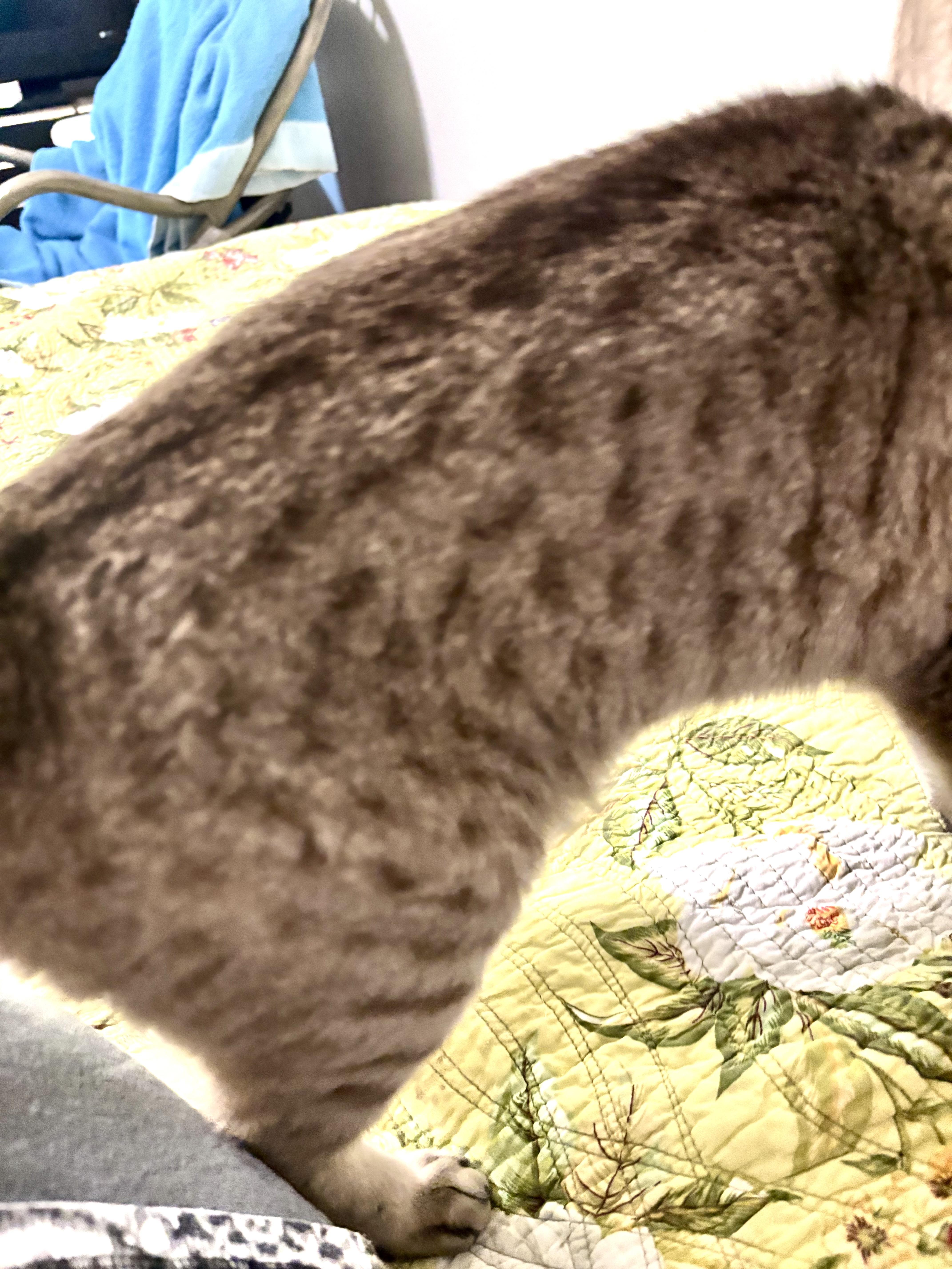 An adult large-sized male Bengal cat named Oscar for adoption in Wasilla, AK