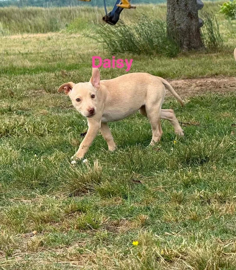 A baby medium-sized female Labrador Retriever dog named Daisy for adoption in Peoria, IL
