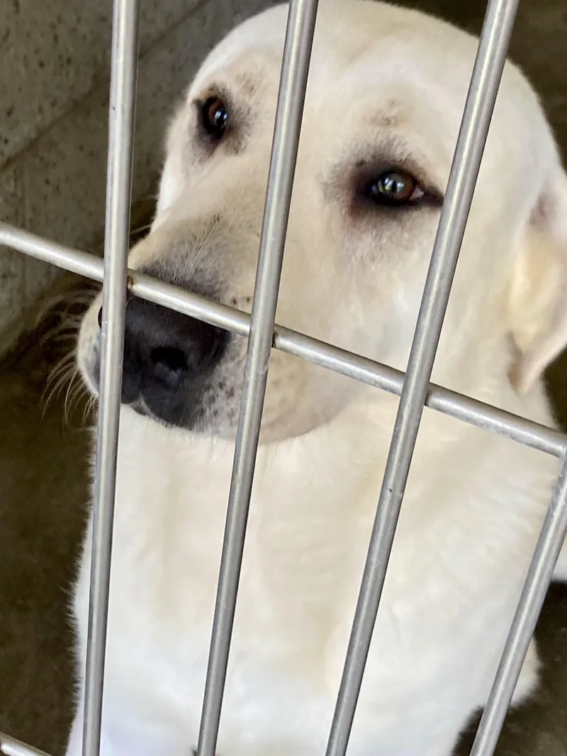 An adult large-sized male White / Cream Yellow Labrador Retriever dog named Hooper for adoption in East Hartland, CT