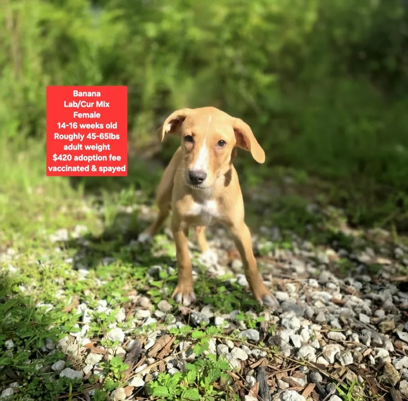 A baby medium-sized female Labrador Retriever dog named Banana for adoption in Oviedo, FL