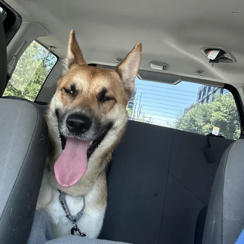 An adult medium-sized male Yellow / Tan / Blond / Fawn Belgian Shepherd / Malinois dog named Kumaji for adoption in Austin, TX