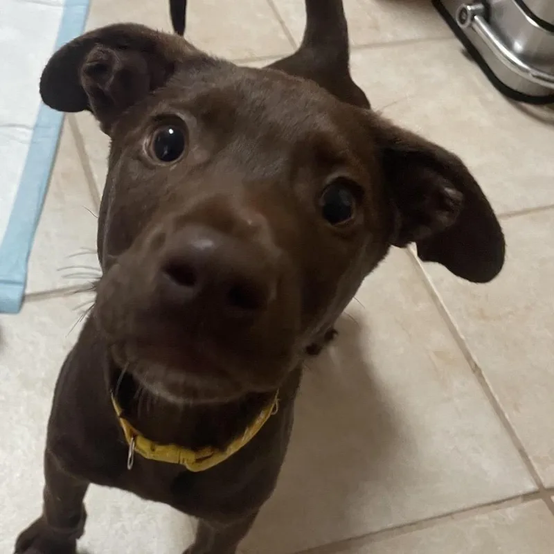 A baby small-sized male Brown / Chocolate Chocolate Labrador Retriever dog named Chip for adoption in Baton Rouge, LA