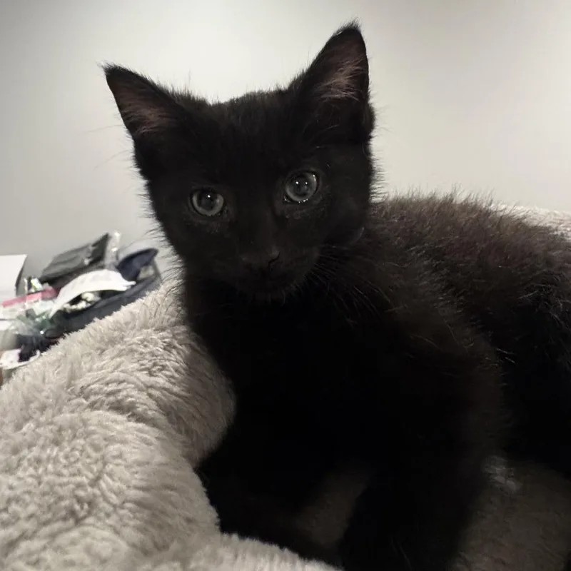 A baby small-sized male Bombay cat named Goomba for adoption in Georgetown, KY