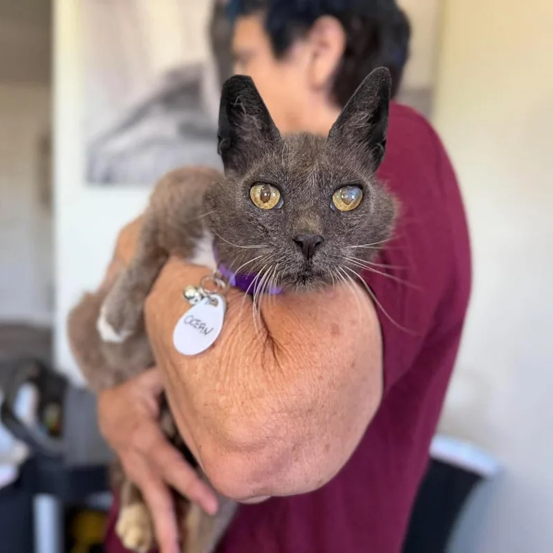 A senior medium-sized female Gray / Blue / Silver Domestic Short Hair cat named Ocean for adoption in Ramona, CA