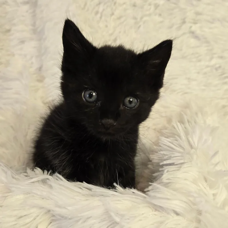 A baby small-sized male Black Domestic Short Hair cat named Poseidon In Parsonsburg  for adoption in Alexandria, VA