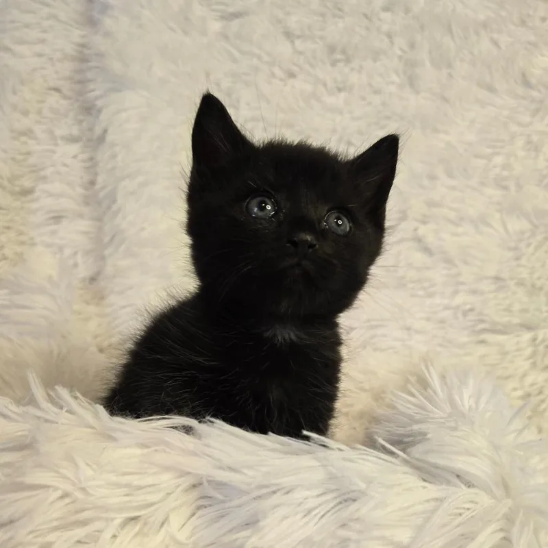 Poseidon In Parsonsburg  thumbnail 2