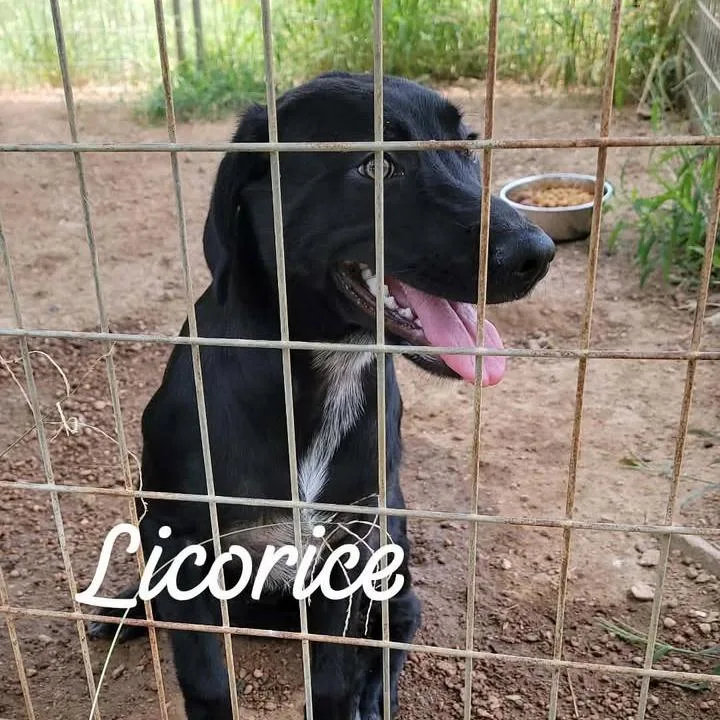 A young small-sized female Black Mixed Breed dog named Licorice for adoption in Buchanan Dam, TX