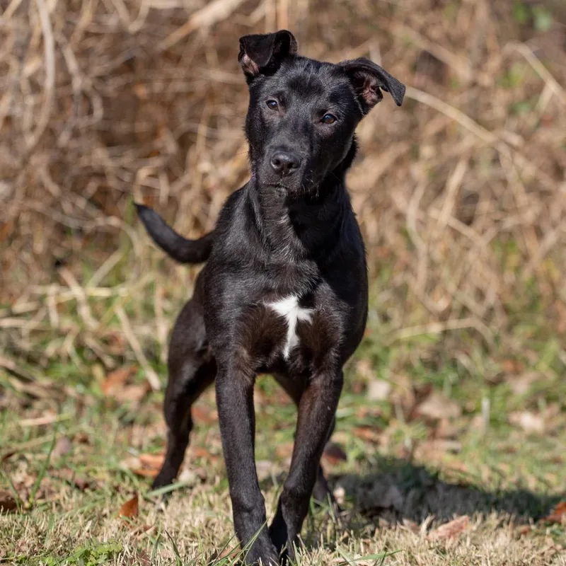 An adult medium-sized male Black Labrador Retriever dog named Clayton for adoption in Henderson, KY