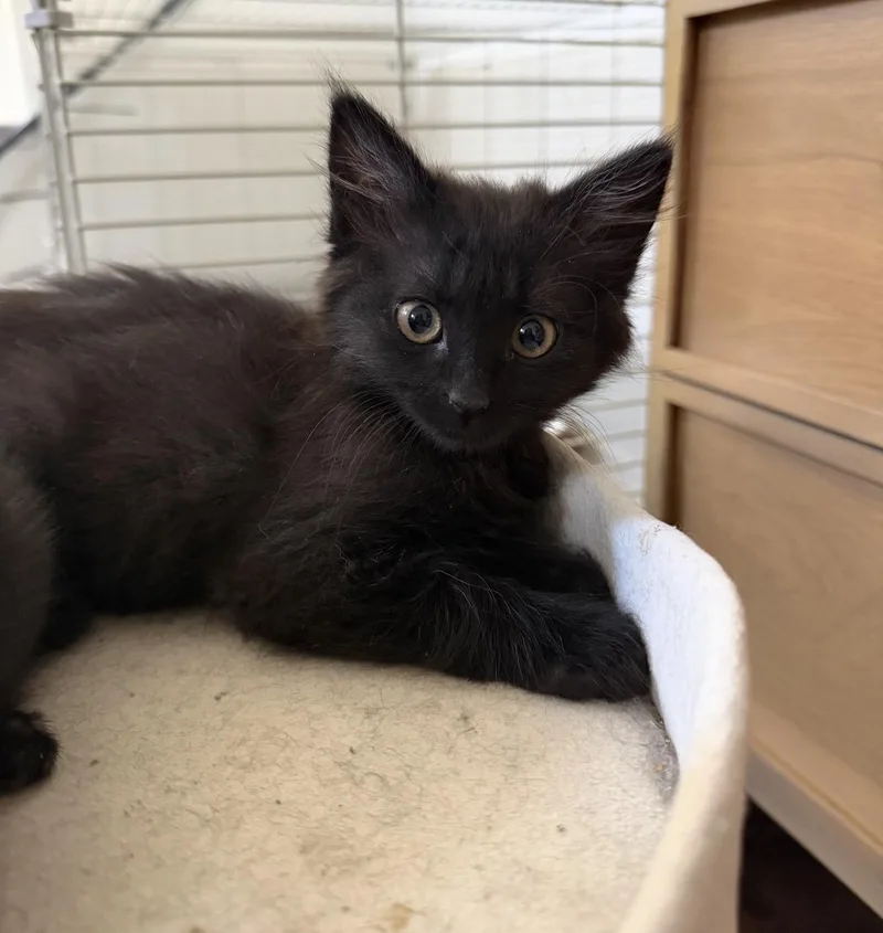 A baby medium-sized female Black Domestic Medium Hair cat named Pom Pom for adoption in Oakley, CA