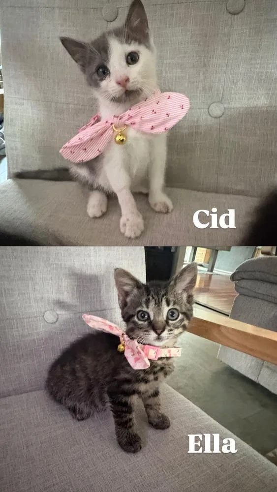 A baby medium-sized female Gray & White Domestic Short Hair cat named Cid Eloise for adoption in Clinton Township, MI