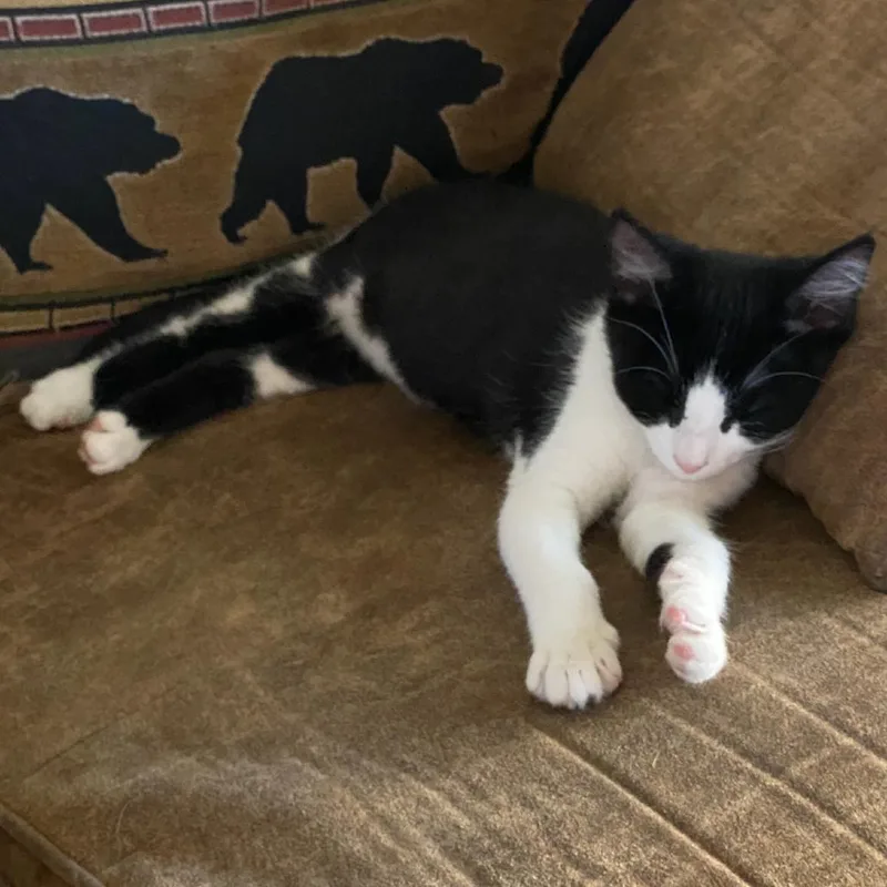 A baby medium-sized female Domestic Short Hair cat named Olivia for adoption in Ashland, OR