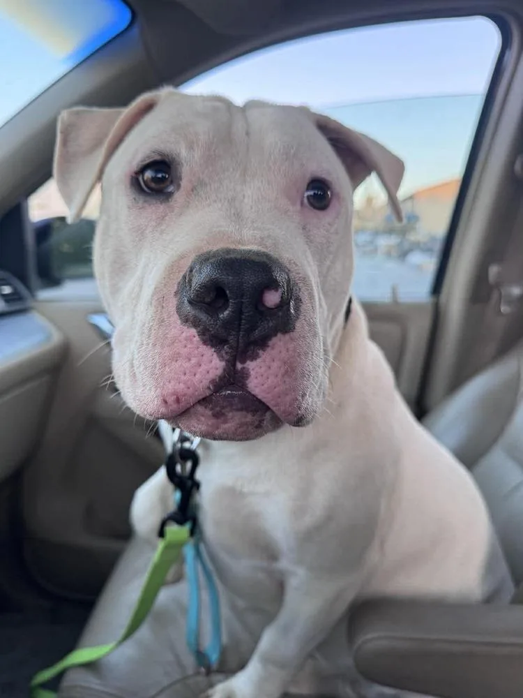 A baby large-sized male Tricolor (Brown, Black, & White) Mixed Breed dog named Riorson for adoption in Franklinville, NJ