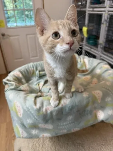 A baby medium-sized male Tabby (Buff / Tan / Fawn) Domestic Short Hair cat named Stan for adoption in Millerstown, PA