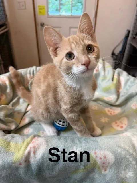 Stan thumbnail 4