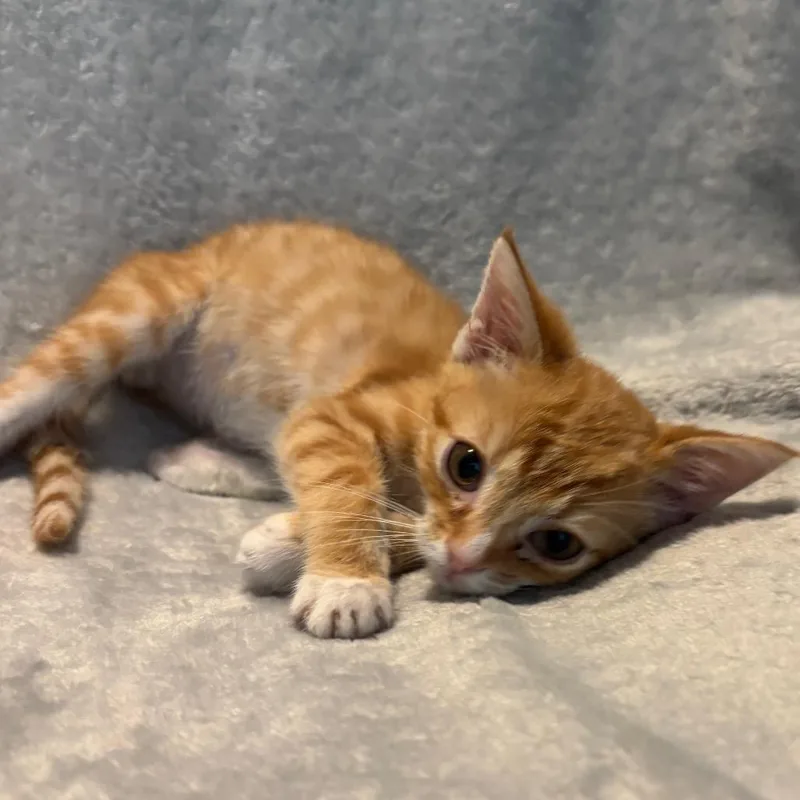 A baby small-sized male Orange / Red Domestic Short Hair cat named Fanta for adoption in La Grange, KY