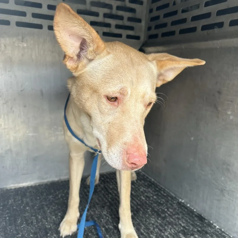 An adult medium-sized female Yellow / Tan / Blond / Fawn Husky dog named Twitty for adoption in St Joseph, MO