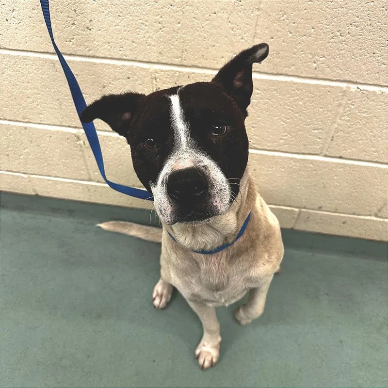 An adult large-sized male White / Cream Mixed Breed dog named Chevy for adoption in Memphis, TN