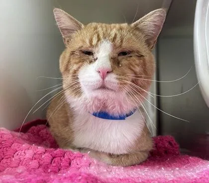 Garfield