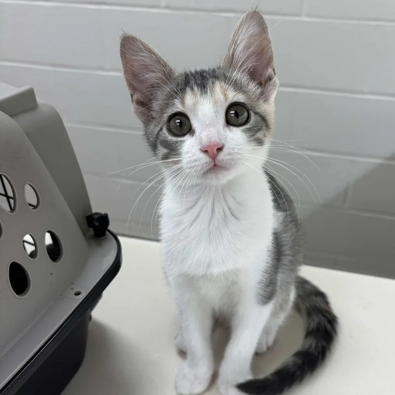 A baby small-sized female Calico Domestic Short Hair cat named Zeana for adoption in Beaumont, TX