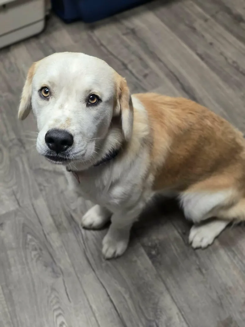 An adult medium-sized male Yellow / Tan / Blond / Fawn Labrador Retriever dog named Dune for adoption in Fort Collins, CO