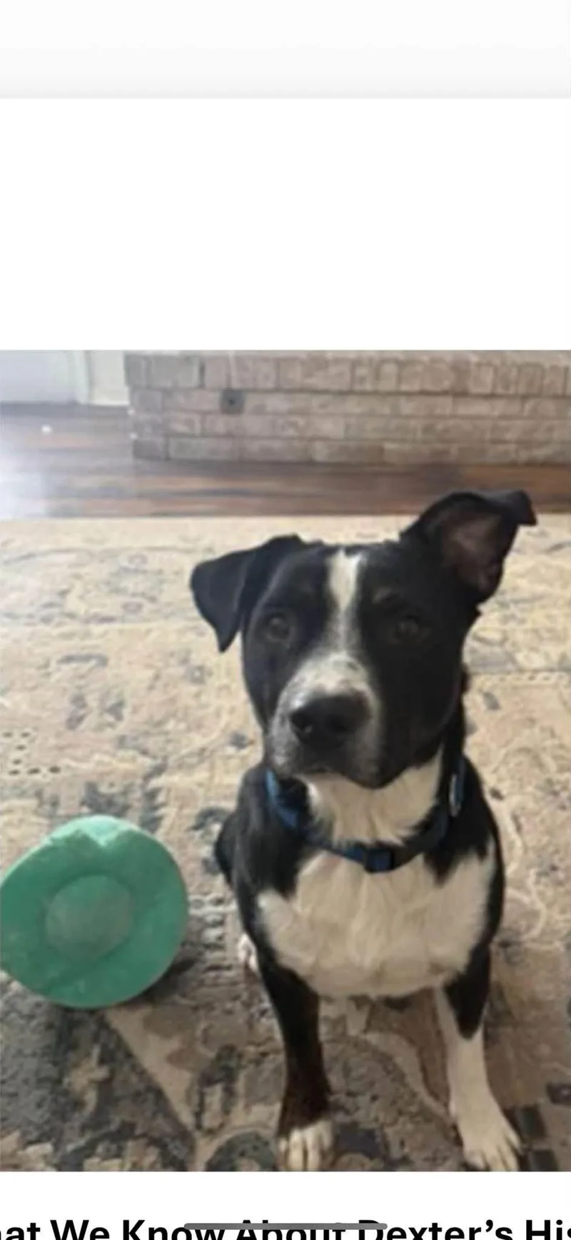 A young medium-sized male Hound dog named Dexter for adoption in Tulsa, OK