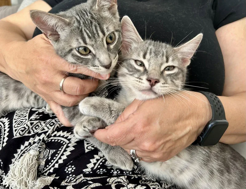 Ellison & Fitz