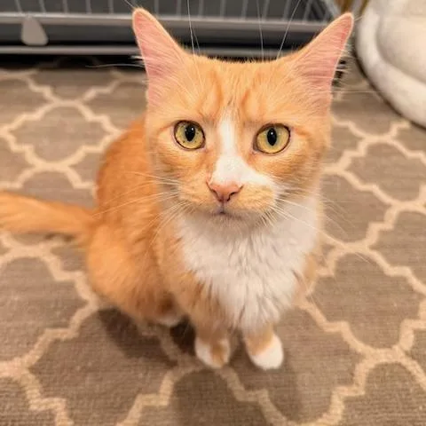 An adult medium-sized female Orange & White American Shorthair cat named Mama Evelyn's Next Chapter for adoption in Bristow, VA