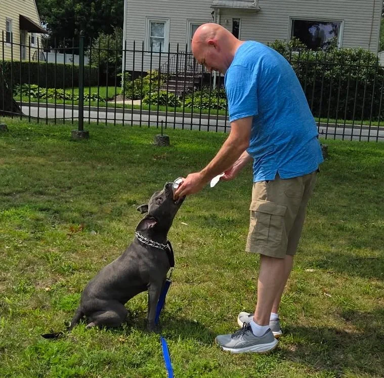 A young medium-sized female Gray / Blue / Silver Pit Bull Terrier dog named Diamond for adoption in Lambertville, NJ