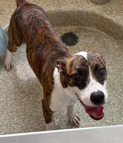 A young medium-sized female Mixed Breed dog named Molly for adoption in Washington, DC