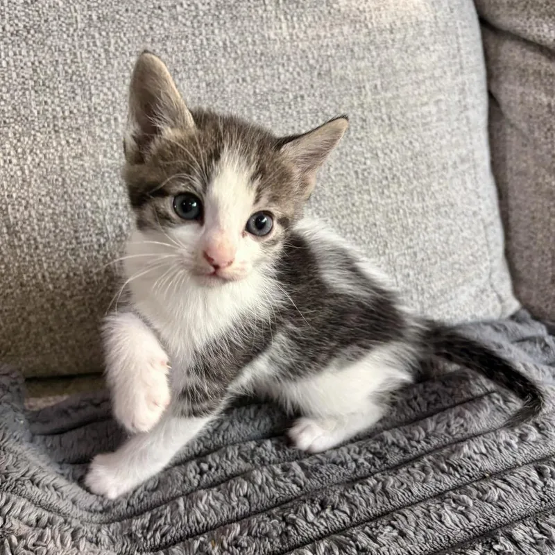Perry