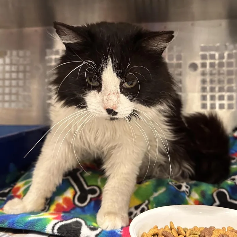 An adult small-sized male Black Domestic Long Hair cat named Henry for adoption in Mount Vernon, IN