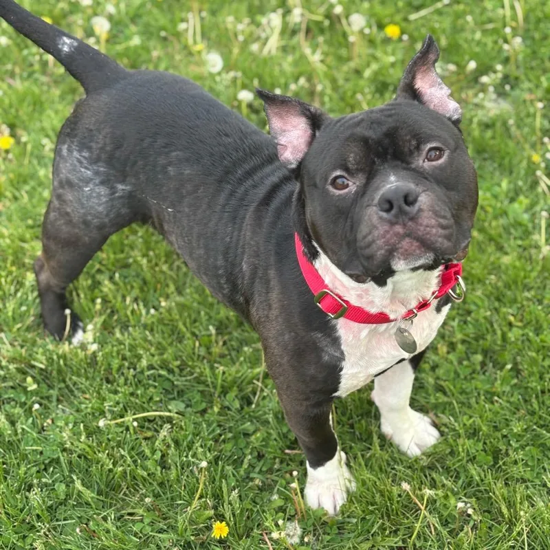 An adult medium-sized male Black English Bulldog dog named Frank for adoption in Brookfield, WI