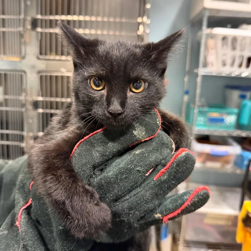A baby small-sized female Black Domestic Short Hair cat named Pastrami for adoption in Chattanooga, TN