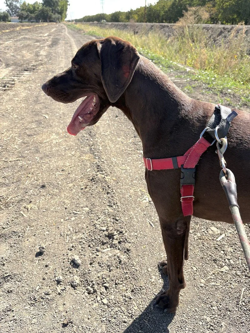 An adult large-sized male German Shorthaired Pointer dog named Kelso for adoption in Menlo Park, CA