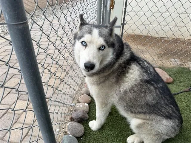 An adult large-sized female Siberian Husky dog named Bella for adoption in Mesa, AZ