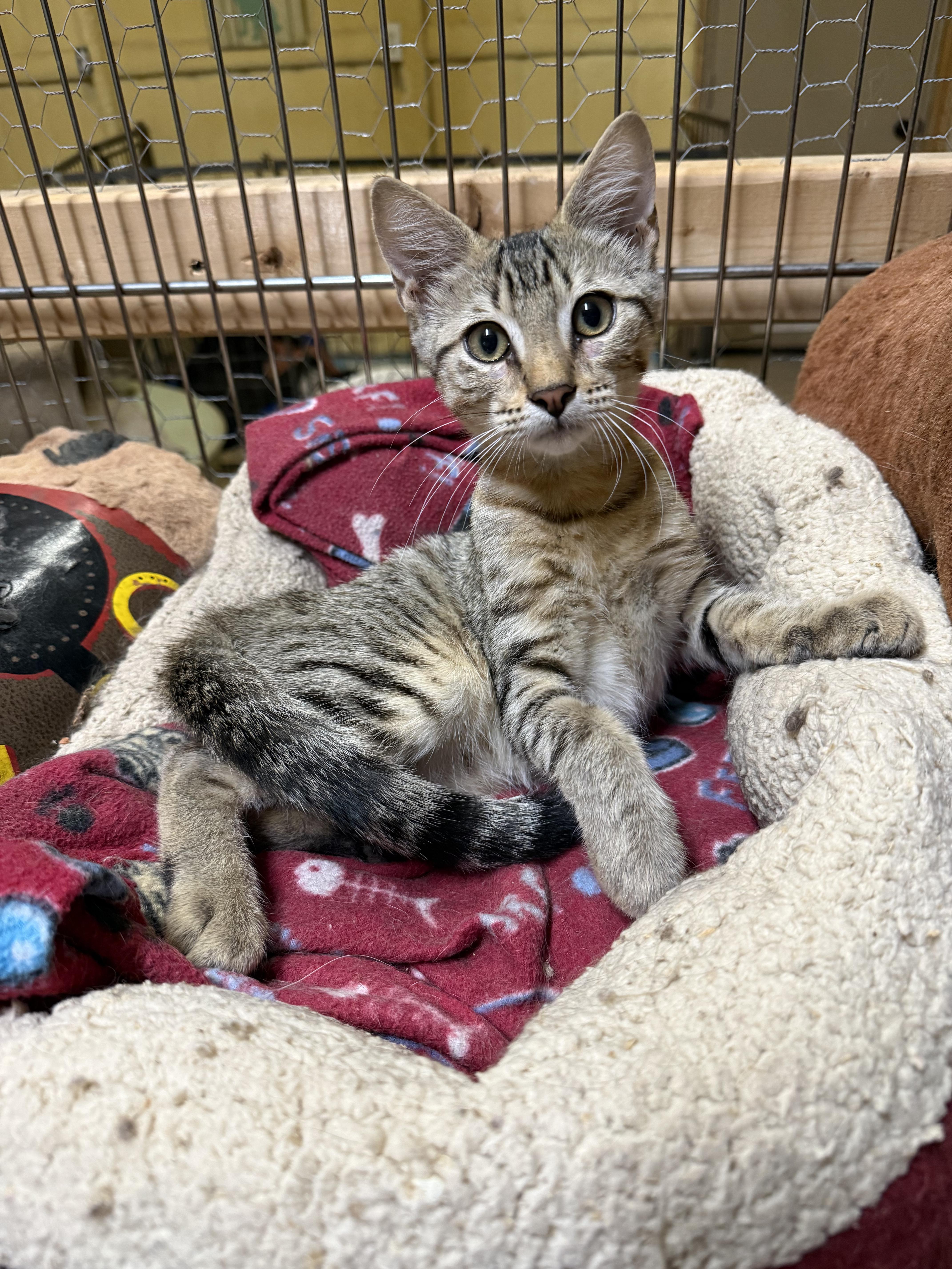 A baby medium-sized male Tabby (Gray / Blue / Silver) Domestic Short Hair cat named Stevie for adoption in Sadler, TX