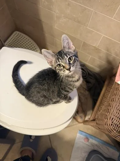 A baby small-sized male Tabby (Gray / Blue / Silver) Domestic Short Hair cat named Pepper for adoption in Liverpool, TX