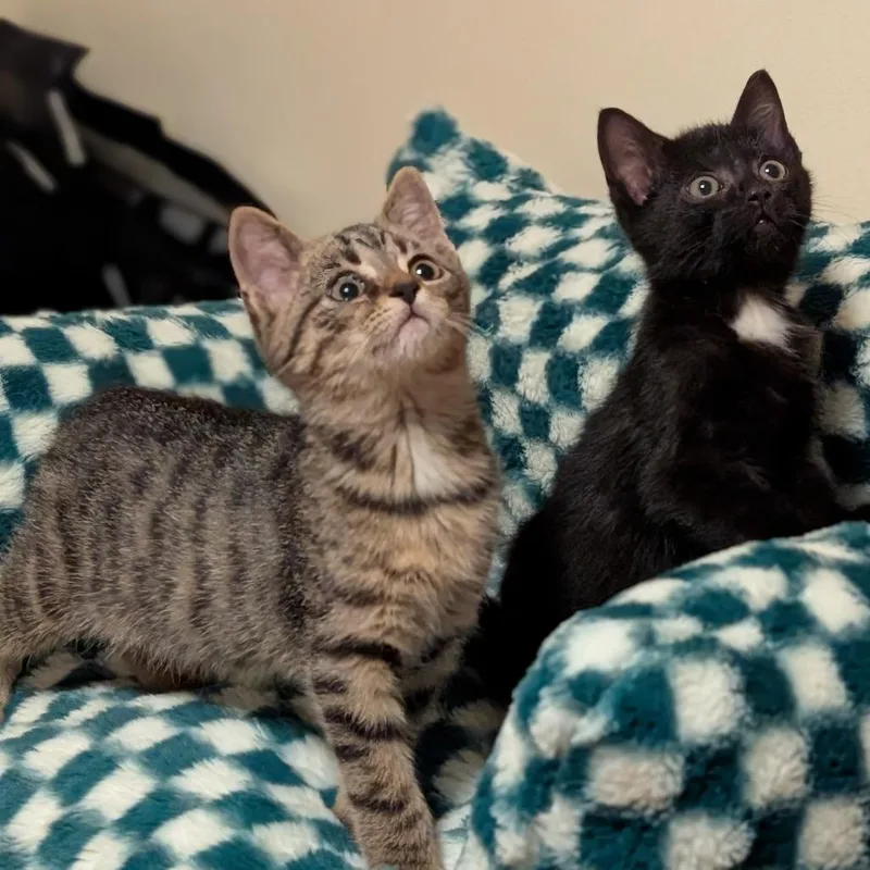 A baby small-sized male Black Domestic Short Hair cat named Lipton for adoption in Delaware, OH