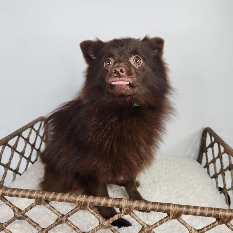 An adult small-sized male Brown / Chocolate Pomeranian dog named Mango for adoption in Fort Wayne, IN