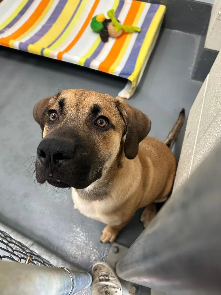 A baby medium-sized male Mastiff dog named Poncho for adoption in Johnson City, TN