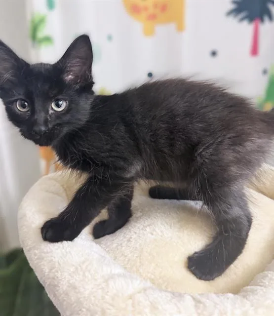 A baby small-sized female Domestic Short Hair cat named Myrtle for adoption in Sacramento, CA