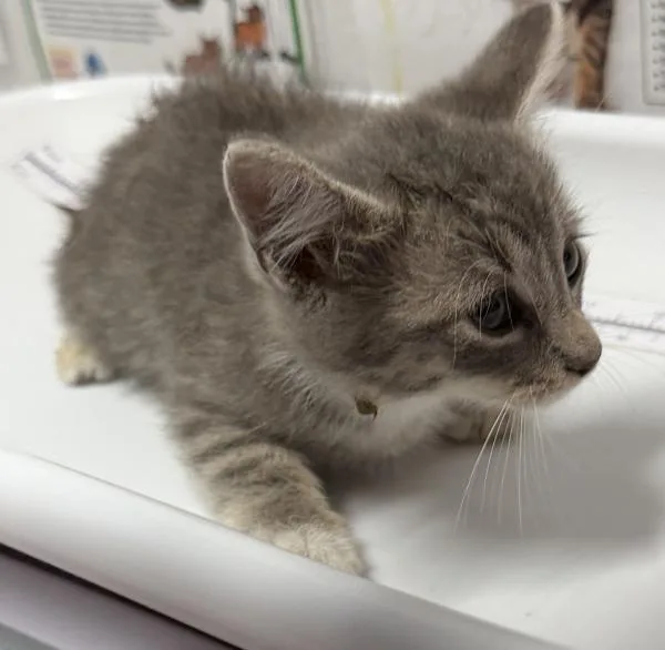 A baby medium-sized male Domestic Short Hair cat named Miney for adoption in Escondido, CA