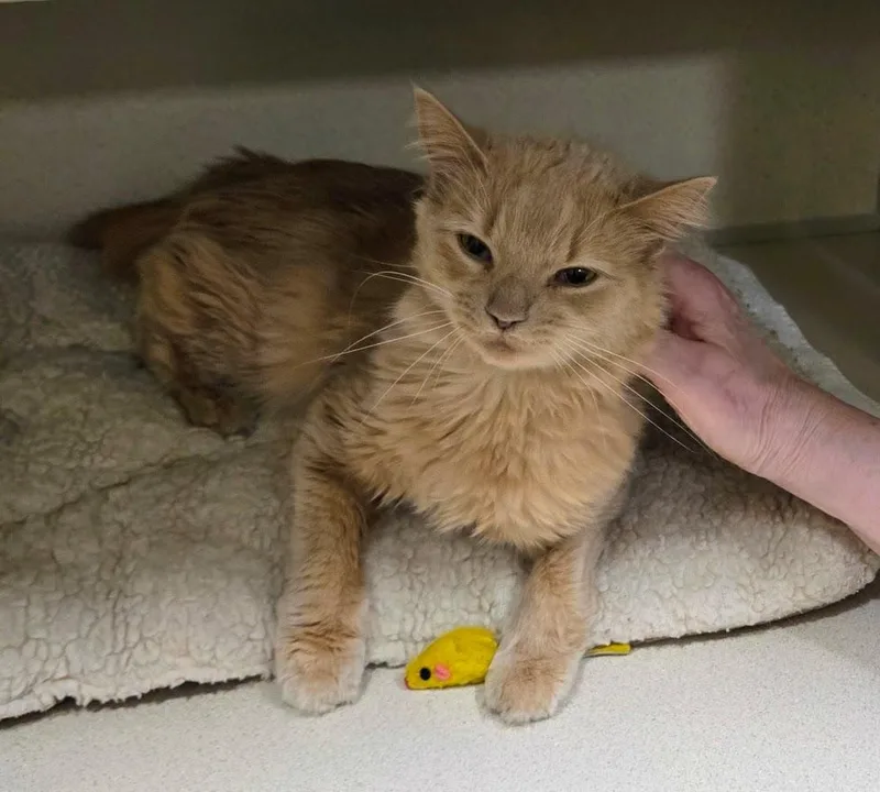 A young medium-sized female Orange / Red Domestic Medium Hair cat named Ballerina for adoption in New Rochelle, NY