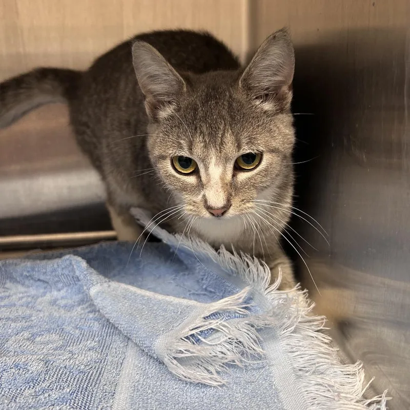 A baby small-sized female Gray / Blue / Silver Domestic Short Hair cat named Tessa for adoption in Morganton, NC