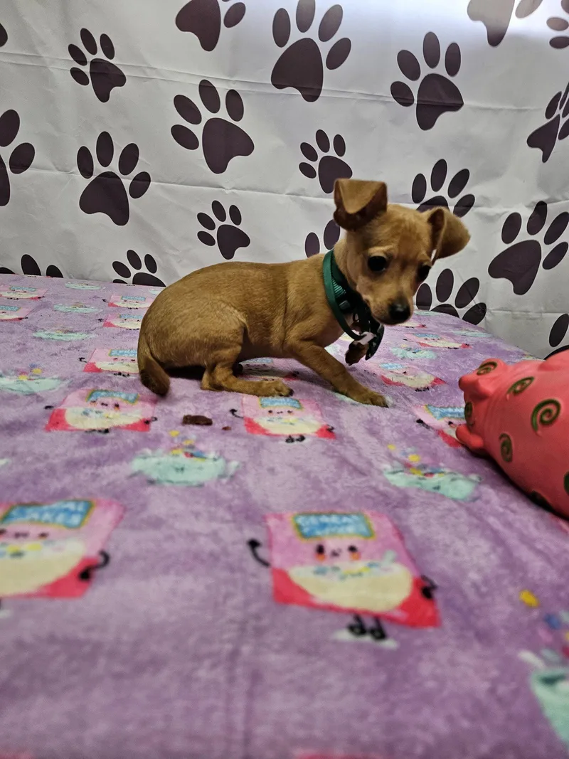 A young medium-sized male Chihuahua dog named Bleu Cheese for adoption in Metairie, LA