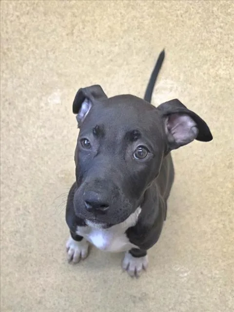 Otis