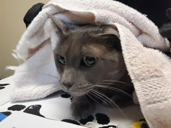 An adult small-sized female Domestic Short Hair cat named Heather Grey for adoption in Oceanside, CA