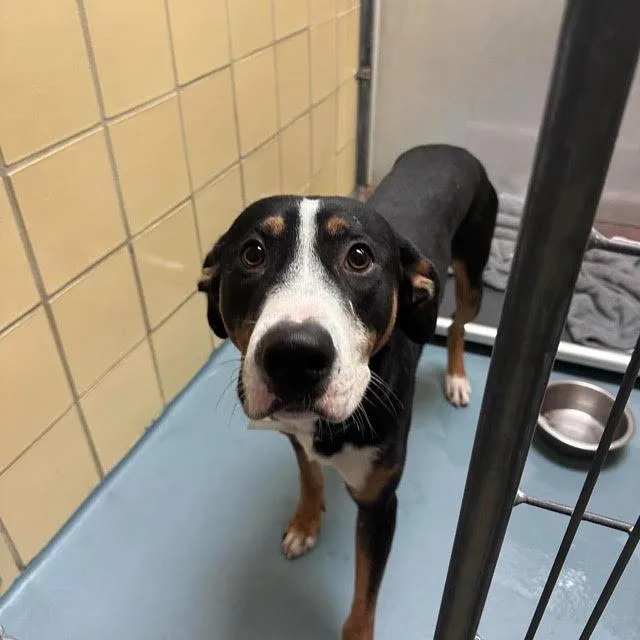 A young medium-sized male Bernese Mountain Dog dog named Finn for adoption in Boulder, CO