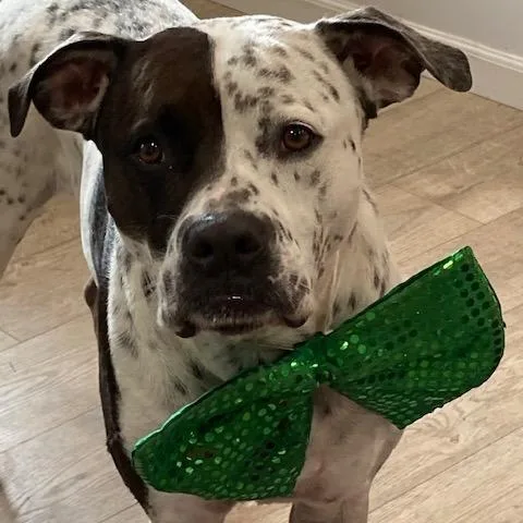 An adult large-sized male White / Cream German Shorthaired Pointer dog named Inky for adoption in Indiantown, FL