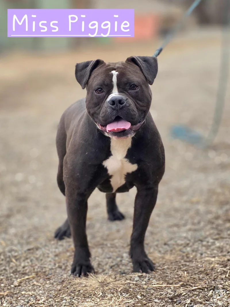 A young medium-sized female Black American Bulldog dog named Miss Piggie for adoption in Walthill, NE